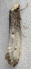 Tinea occidentella