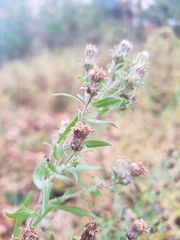 Symphyotrichum × amethystinum