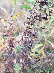 Symphyotrichum × amethystinum