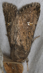 Tricholita fistula