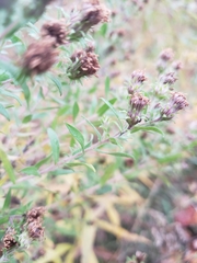 Symphyotrichum × amethystinum