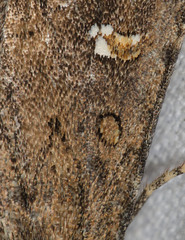 Tricholita fistula