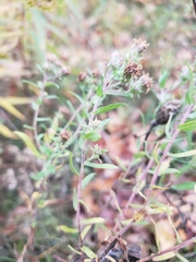 Symphyotrichum × amethystinum