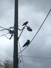 Corvus brachyrhynchos