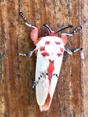 Trosia nigropunctigera