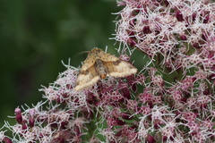 Eupatorium makinoi