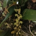 Orquídea de Labios Suaves - Photo (c) Victor De la Cruz, algunos derechos reservados (CC BY)