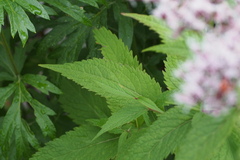 Eupatorium makinoi