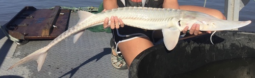 Pallid Sturgeon