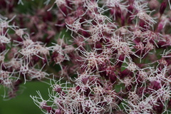 Eupatorium makinoi