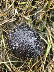Sclerodactyla briareus