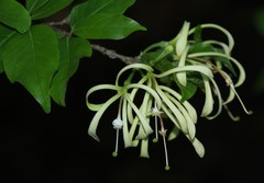 Turraea floribunda