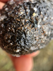 Sclerodactyla briareus