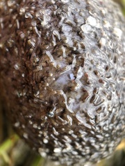 Sclerodactyla briareus