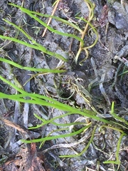 Pilularia globulifera