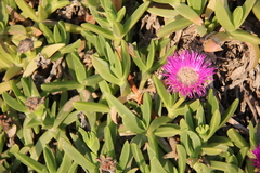 Carpobrotus dimidiatus