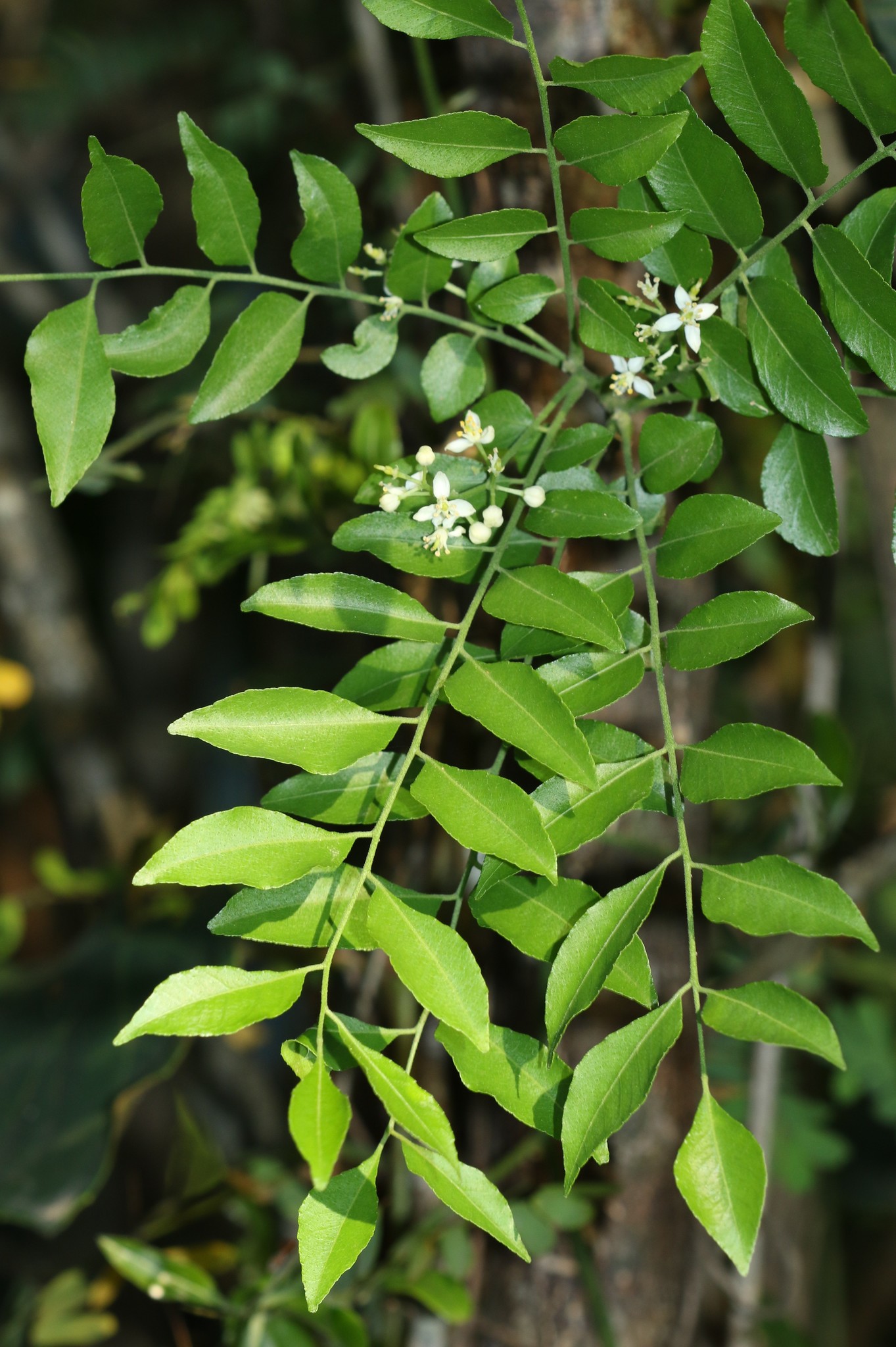 Clausena anisata