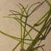 Translucent Stonewort - Photo (c) Andre Hosper, some rights reserved (CC BY), uploaded by Andre Hosper