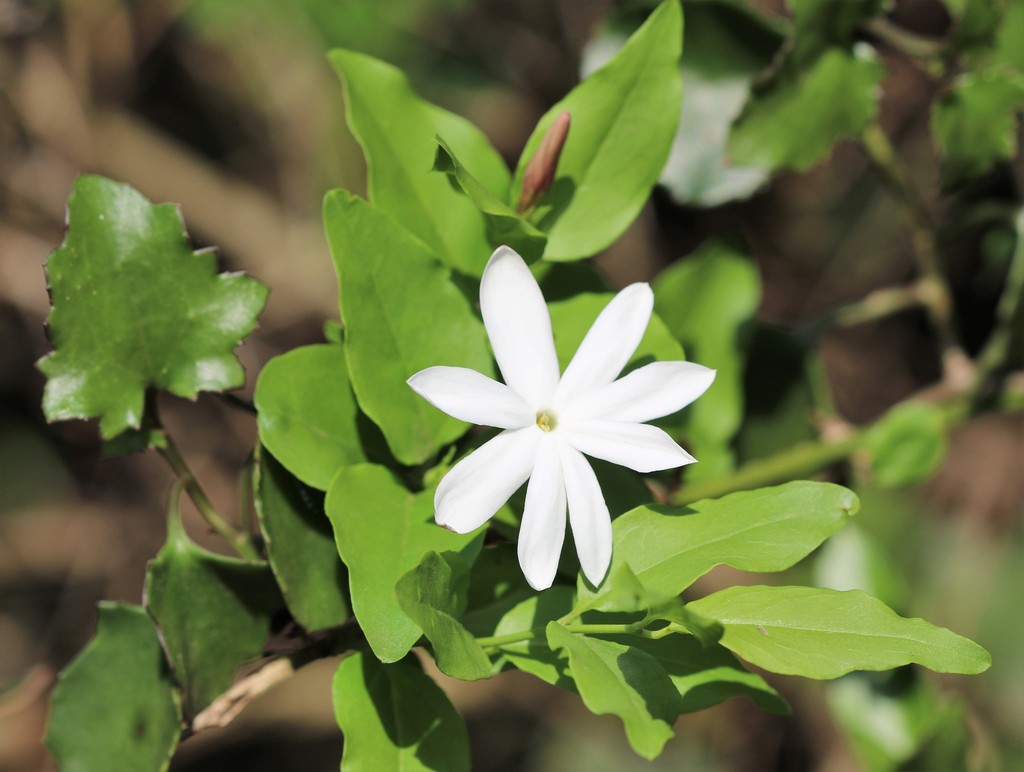 Jasminum breviflorum from Enseleni Nature Reserve, Richards Bay, South ...