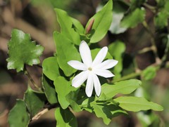 Jasminum breviflorum