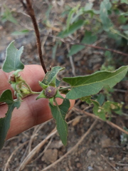 Ipomoea eriocarpa