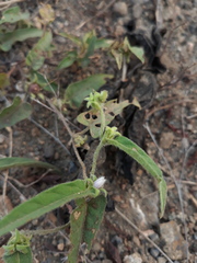 Ipomoea eriocarpa