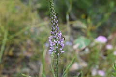Comesperma virgatum