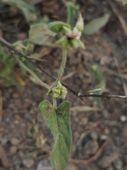 Ipomoea eriocarpa