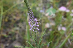 Comesperma virgatum