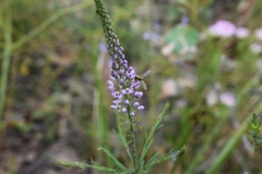 Comesperma virgatum