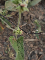 Ipomoea eriocarpa