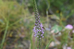 Comesperma virgatum