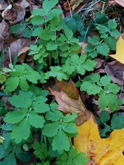 Chelidonium majus
