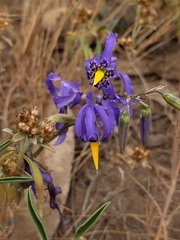 Conanthera bifolia