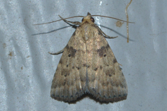 Arugisa latiorella