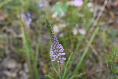 Comesperma virgatum