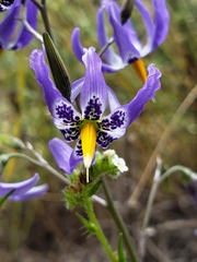 Conanthera bifolia