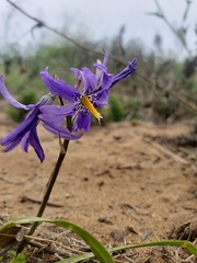 Conanthera bifolia