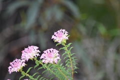 Pimelea rosea