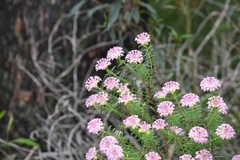 Pimelea rosea