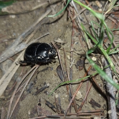 Typhaeus