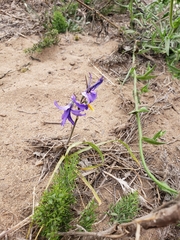 Conanthera bifolia