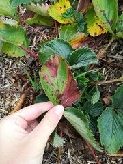 Diplocarpon fragariae