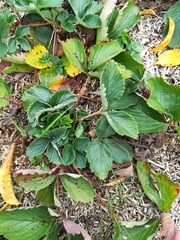 Diplocarpon fragariae