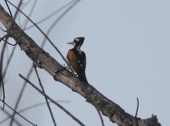 Chrysocolaptes festivus