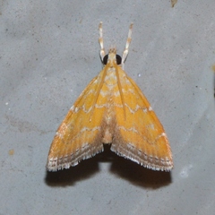 Xanthophysa psychicalis