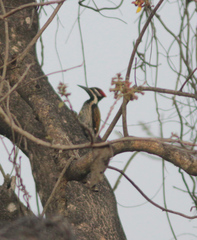 Chrysocolaptes festivus