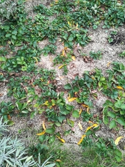 Diplocarpon fragariae