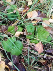 Geum
