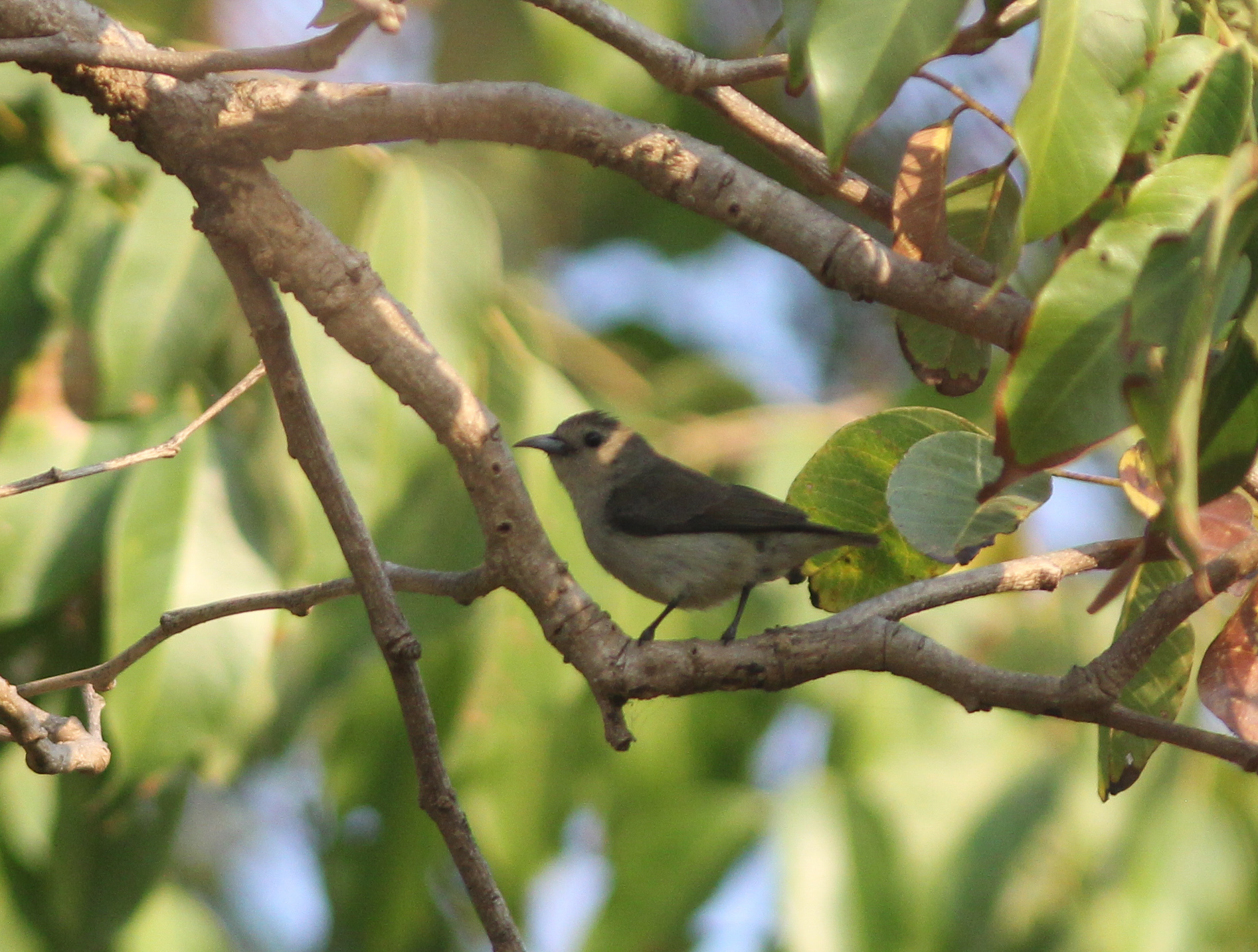 Nilgiri Flowerpecker